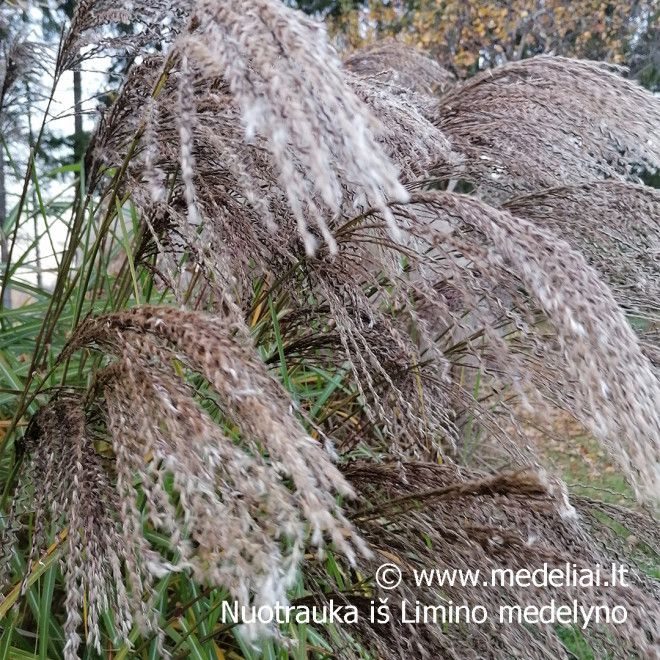 Miskantas kininis  (Miscanthus sinensis) 'Noah' raudoni garbanoti žiedynai