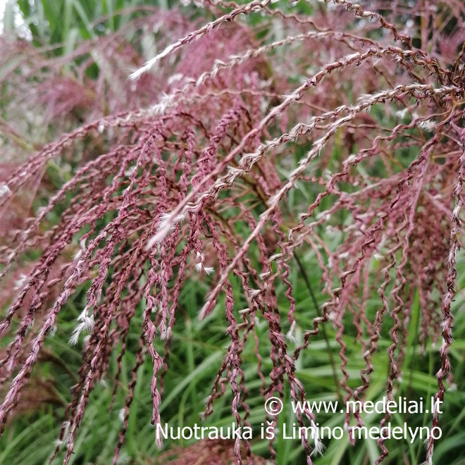 Miskantas kininis  (Miscanthus sinensis) 'Noah' raudoni garbanoti žiedynai