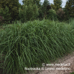 Miskantas kininis  (Miscanthus sinensis) 'Noah' raudoni garbanoti žiedynai