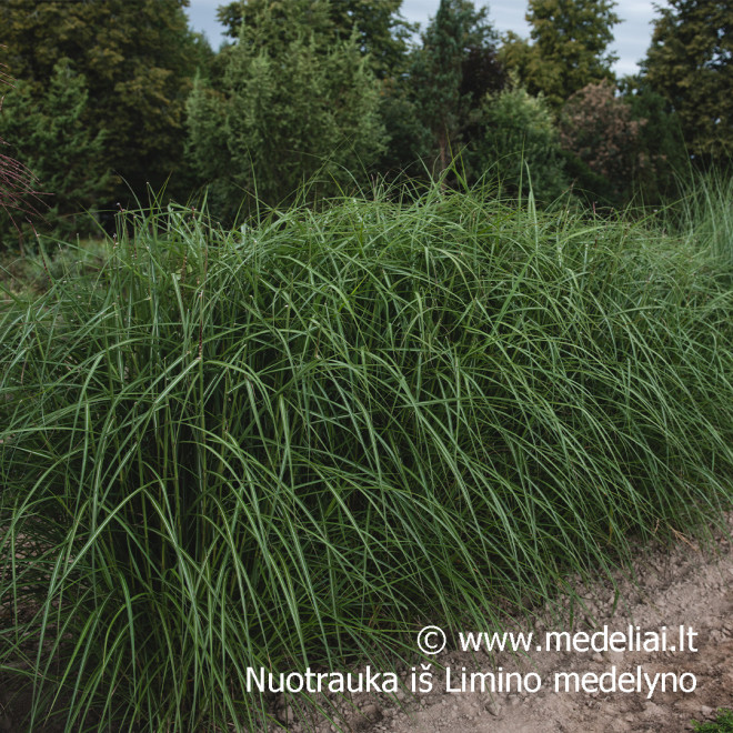 Miskantas kininis  (Miscanthus sinensis) 'Noah' raudoni garbanoti žiedynai