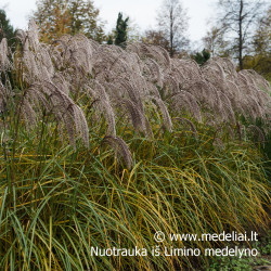 Miskantas kininis  (Miscanthus sinensis) 'Noah' raudoni garbanoti žiedynai