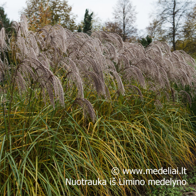 Miskantas kininis  (Miscanthus sinensis) 'Noah' raudoni garbanoti žiedynai