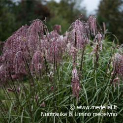 Miskantas kininis  (Miscanthus sinensis) 'Noah' raudoni garbanoti žiedynai