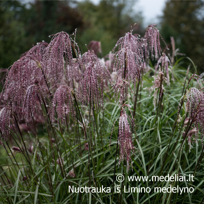 Miskantas kininis  (Miscanthus sinensis) 'Noah' raudoni garbanoti žiedynai