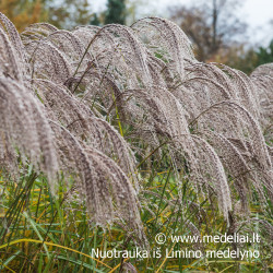 Miskantas kininis  (Miscanthus sinensis) 'Noah' raudoni garbanoti žiedynai