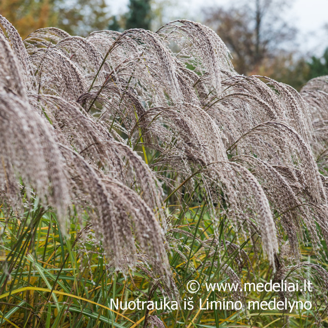 Miskantas kininis  (Miscanthus sinensis) 'Noah' raudoni garbanoti žiedynai