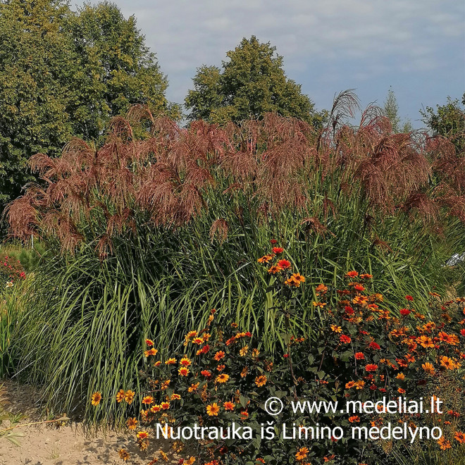 Miskantas kininis  (Miscanthus sinensis) 'Noah' raudoni garbanoti žiedynai