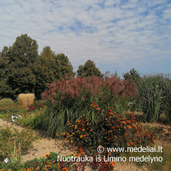 Miskantas kininis  (Miscanthus sinensis) 'Noah' raudoni garbanoti žiedynai