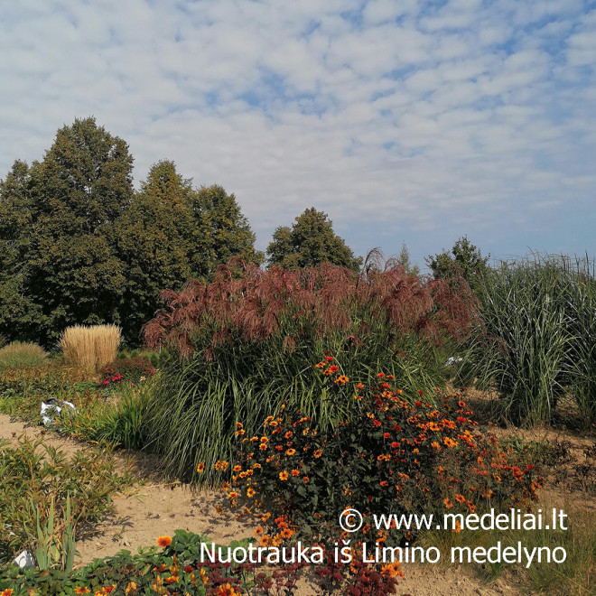 Miskantas kininis  (Miscanthus sinensis) 'Noah' raudoni garbanoti žiedynai