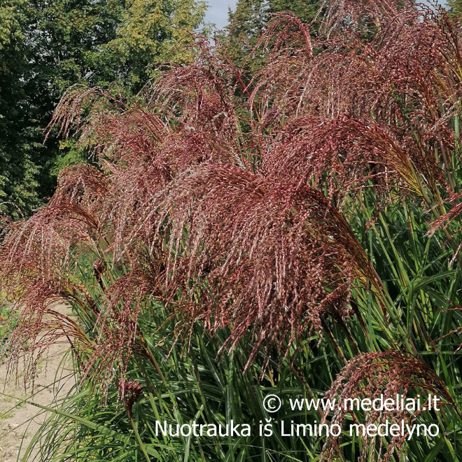 Miskantas kininis  (Miscanthus sinensis) 'Noah' raudoni garbanoti žiedynai