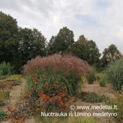 Miskantas kininis  (Miscanthus sinensis) 'Noah' raudoni garbanoti žiedynai