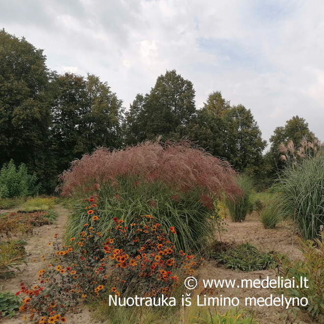 Miskantas kininis  (Miscanthus sinensis) 'Noah' raudoni garbanoti žiedynai