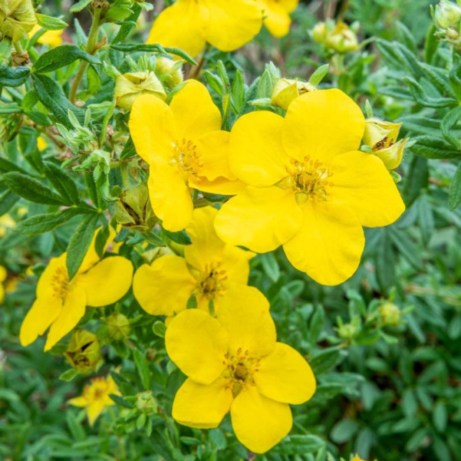 Sidabražolė krūminė (Potentilla fruticosa) 'Goldfinger'
