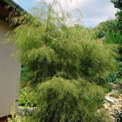 Beržas karpotasis (Betula pendula) 'Karaca' dekoratyvus lapai karpyti rudenį geltoni
