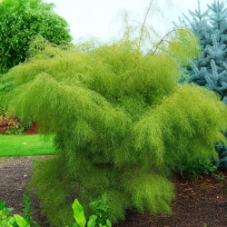 Beržas karpotasis (Betula pendula) 'Trost's Dwarf'