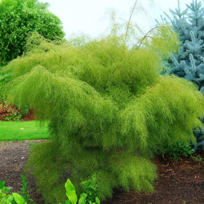 Beržas karpotasis (Betula pendula) 'Trost's Dwarf'