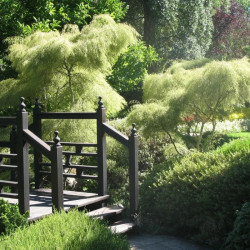 Beržas karpotasis (Betula pendula) 'Trost's Dwarf'