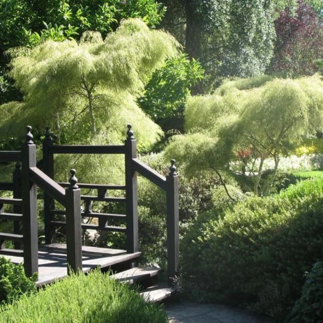 Beržas karpotasis (Betula pendula) 'Trost's Dwarf'