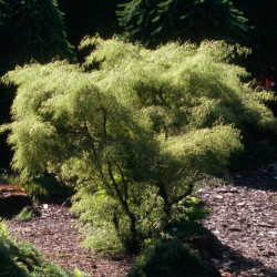 Beržas karpotasis (Betula pendula) 'Trost's Dwarf'