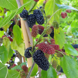 Šilkmedis (Morus rotundiloba) 'Mojo Berry' žemaūgis, ilgai dera