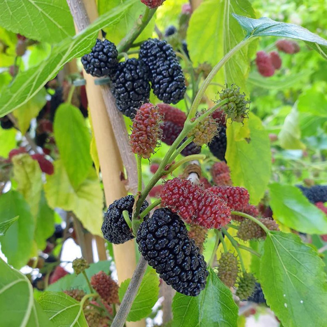 Šilkmedis (Morus rotundiloba) 'Mojo Berry' žemaūgis, ilgai dera
