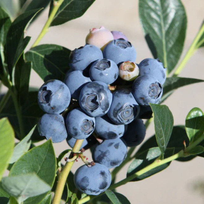 Šilauogė  sodinė (Vaccinium x covilleanum) 'Reka'