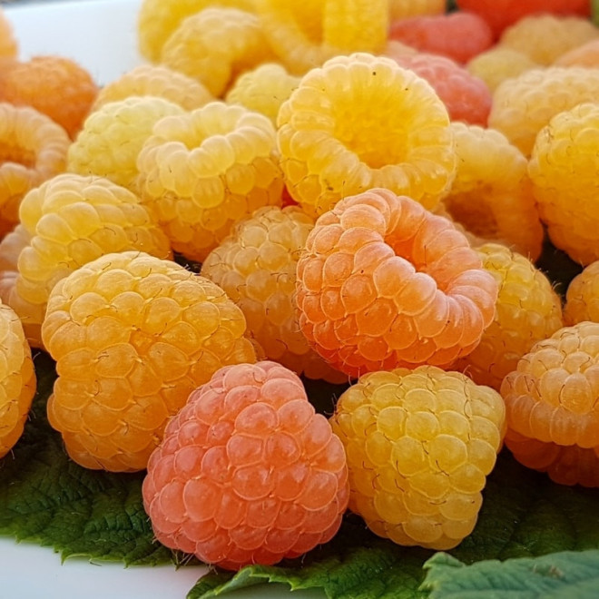Avietė (Rubus) 'Jantar'