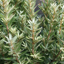 Šaltalankis dygliuotasis (Hippophae rhamnoides) 'Hikul'