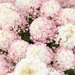 Hortenzija šluotelinė (Hydrangea paniculata) 'Living Little Rosy'