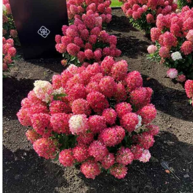 Hortenzija šluotelinė (Hydrangea paniculata) 'Living Little Rosy'