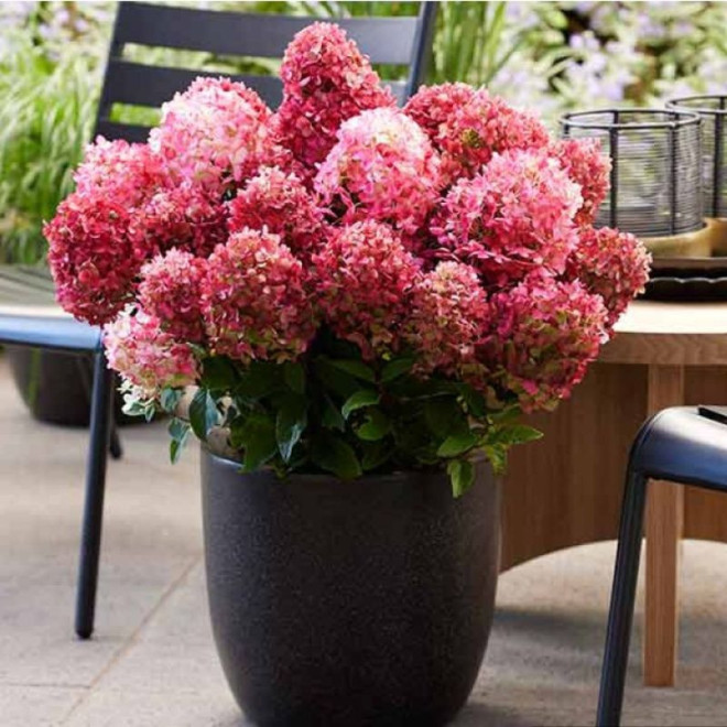 Hortenzija šluotelinė (Hydrangea paniculata) 'Living Little Rosy'