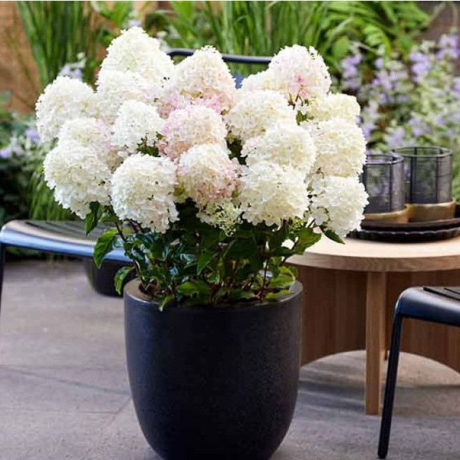 Hortenzija šluotelinė (Hydrangea paniculata) 'Living Little Rosy'