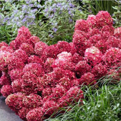 Hortenzija šluotelinė (Hydrangea paniculata) 'Living Little Rosy'