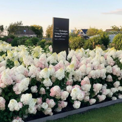 Hortenzija šluotelinė (Hydrangea paniculata) 'Living Strawberry Blossom'