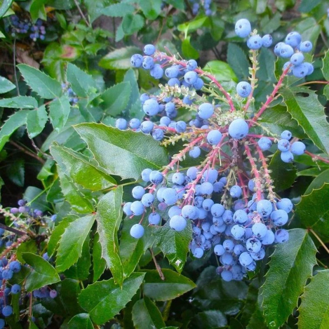Mahonija dyglialapė (Mahonia aquifolium) 'Apollo'