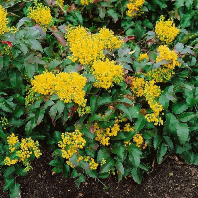 Mahonija dyglialapė (Mahonia aquifolium) 'Apollo'