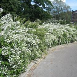 Jazminas (Philadelphus) 'Mont Blanc'