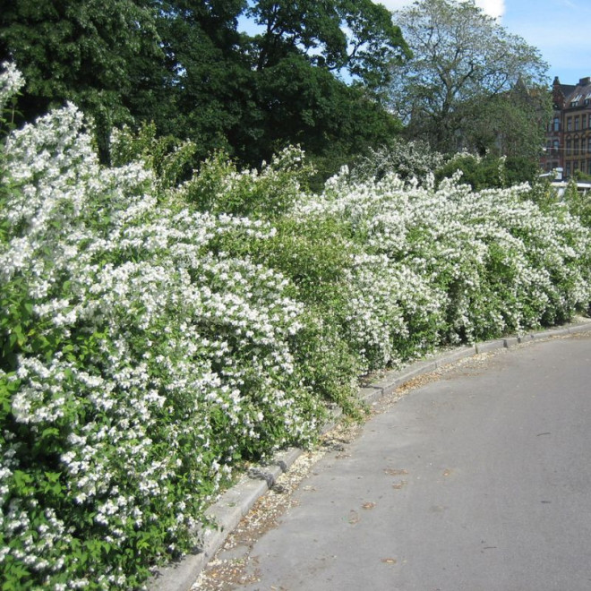 Jazminas (Philadelphus) 'Mont Blanc'