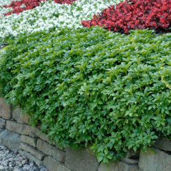 Pachisandra viršūnžiedė (Pachysandra terminalis) 'Green Carpet'