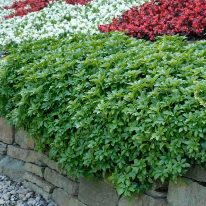 Pachisandra viršūnžiedė (Pachysandra terminalis) 'Green Carpet'