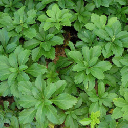 Pachisandra viršūnžiedė (Pachysandra terminalis) 'Green Carpet'