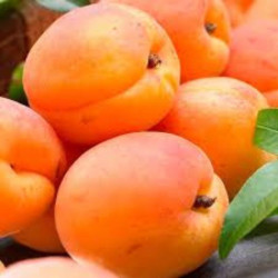 Abrikosas (Prunus) 'Harcot'