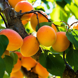 Abrikosas (Prunus) 'Harcot'