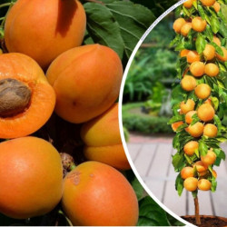 Abrikosas (Prunus) 'Compacta'