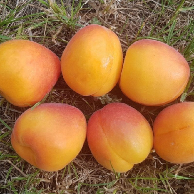 Abrikosas (Prunus) 'Compacta'