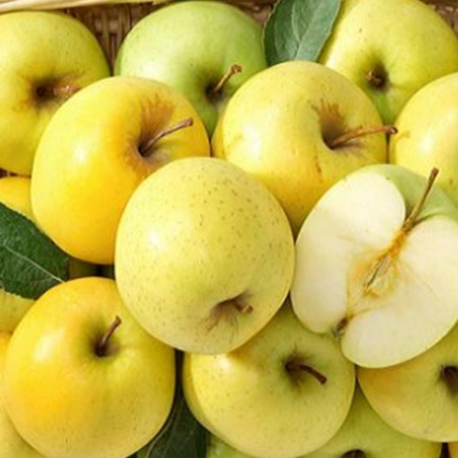 Obelis (Malus) 'Golden Delicious'