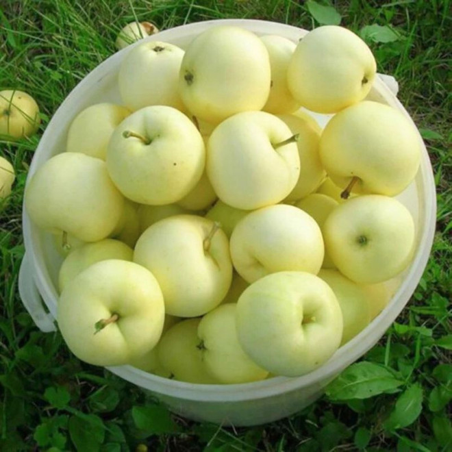 Obelis (Malus) 'Alyvinė'
