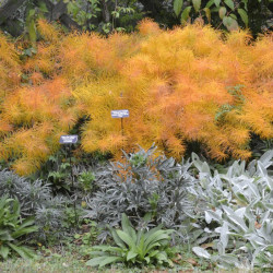 Dirktas (Amsonia hubrichtii) natūralistiniams gėlynams
