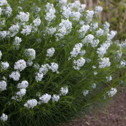 Dirktas (Amsonia hubrichtii) natūralistiniams gėlynams
