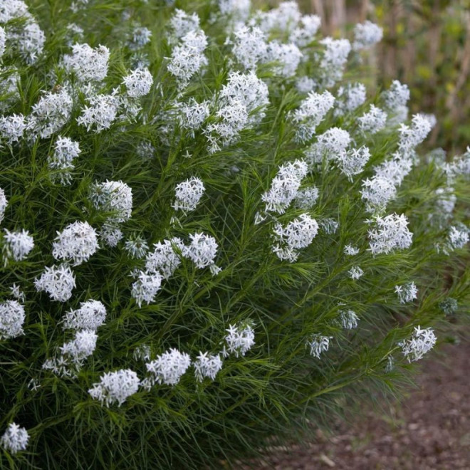 Dirktas (Amsonia hubrichtii) natūralistiniams gėlynams